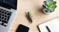 The Issus leafhopper is the only known creature in the natural world to have perfectly interlocking mechanical gears, which it uses to synchronize its legs for jumping.