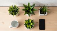 10 Best Decorative Planters in 2026