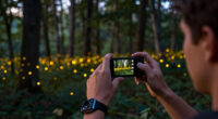 Room 155: Crafting “The Synchronous Fireflies Of Vallon Creux”